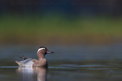 Garganey (Anas querquedula)