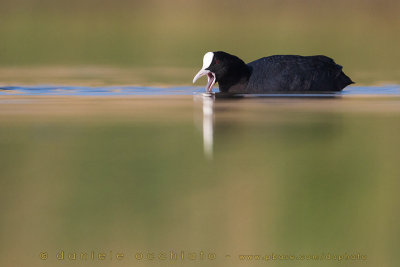 Eurasian Coot (Fulica atra)