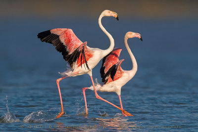 Greater Flamingo (Phoenicopterus roseus)