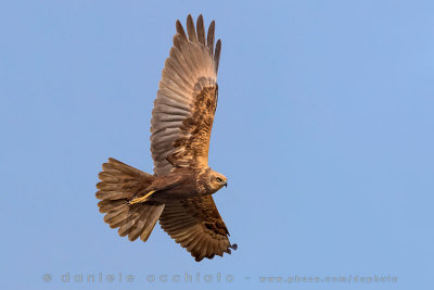Marsh Harrier (Circus aeruginosus)