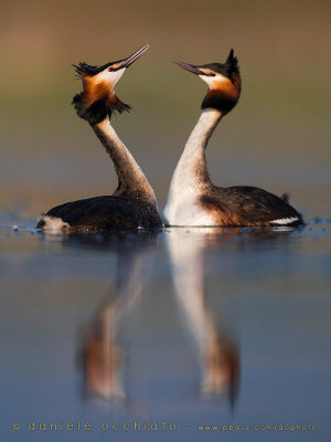 Great Crested Grebe (Podiceps cristatus)