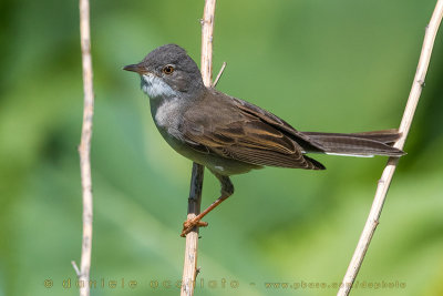 Common Whitethroat (Sylvia communis rubicola)