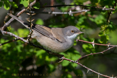 Common Whitethroat (Sylvia communis rubicola)