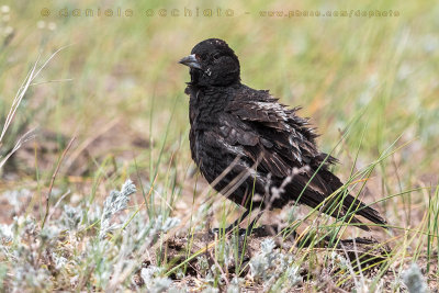 Black Lark (Melanocorypha yeltoniensis)