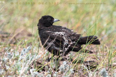 Black Lark (Melanocorypha yeltoniensis)