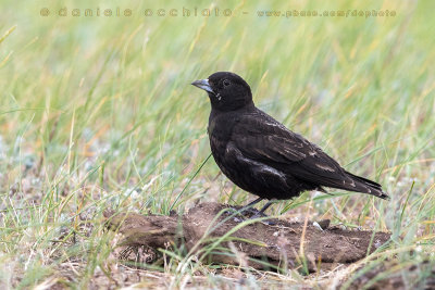 Black Lark (Melanocorypha yeltoniensis)