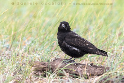 Black Lark (Melanocorypha yeltoniensis)