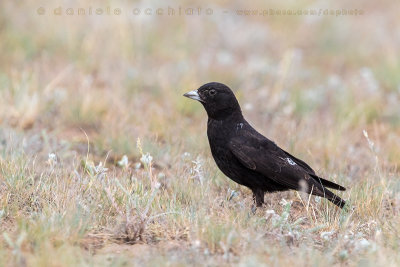 Black Lark (Melanocorypha yeltoniensis)