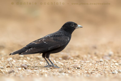 Black Lark (Melanocorypha yeltoniensis)