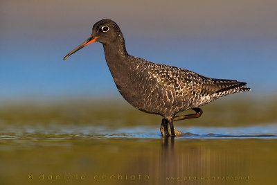 Spotted Redshank (Tringa erythropus)