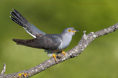 Common Cuckoo (Cuculus canorus)