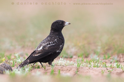 Black Lark (Melanocorypha yeltoniensis)