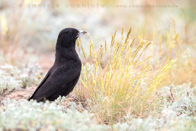 Black Lark (Melanocorypha yeltoniensis)