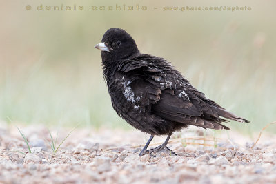 Black Lark (Melanocorypha yeltoniensis)