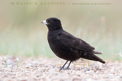 Black Lark (Melanocorypha yeltoniensis)