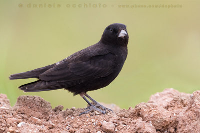 Black Lark (Melanocorypha yeltoniensis)