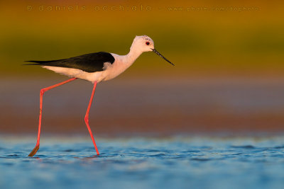 Black-winged Stilt (Himantopus himantopus)