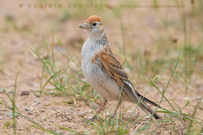 White-winged Lark (Melanocorypha leucoptera)