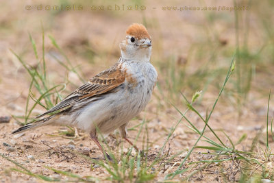 White-winged Lark (Melanocorypha leucoptera)