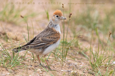 White-winged Lark (Melanocorypha leucoptera)