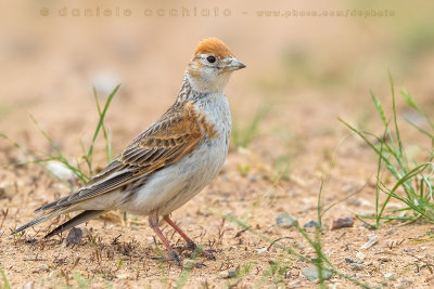 White-winged Lark (Melanocorypha leucoptera)