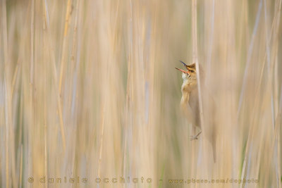 Great Reed Warbler (Acrocephalus arundinaceus)