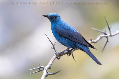 Blue Rock Thrush (Monticola solitarius)