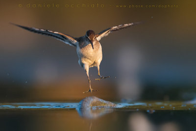 Common Sandpiper (Actitis hypoleucos)