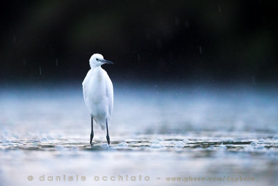 Little Egret (Egretta garzetta)