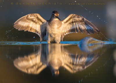 Common Sandpiper (Actitis hypoleucos)