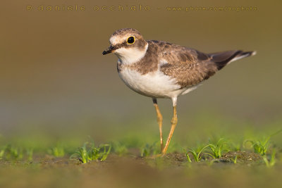 Little Ringed Plover (Charadrius dubius)