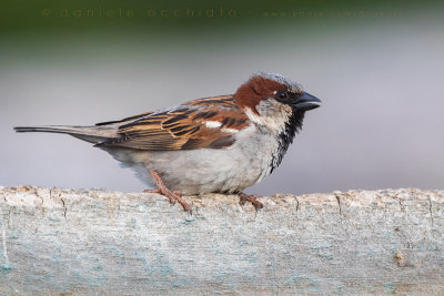 House Sparrow (Passer domesticus)