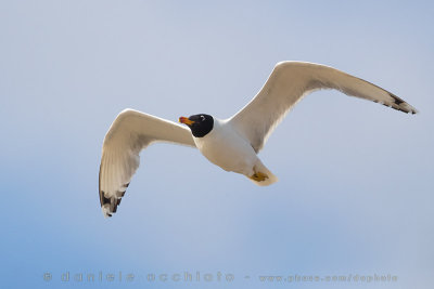 Pallas's Gull (Ichthyaetus ichthyaetus)