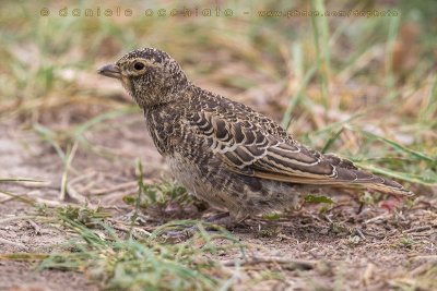 Black Lark (Melanocorypha yeltoniensis)