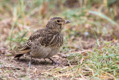 Black Lark (Melanocorypha yeltoniensis)