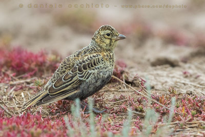 Black Lark (Melanocorypha yeltoniensis)