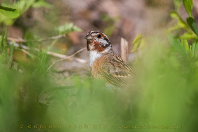 Pine Bunting X Yellowhammer (Emberiza leucocephalos X Emberiza citrinella)