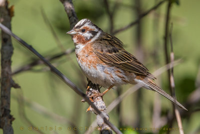 Pine Bunting X Yellowhammer (Emberiza leucocephalos X Emberiza citrinella)