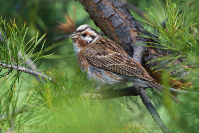 Pine Bunting X Yellowhammer (Emberiza leucocephalos X Emberiza citrinella)