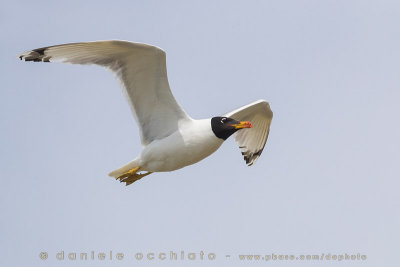 Pallas's Gull (Ichthyaetus ichthyaetus)