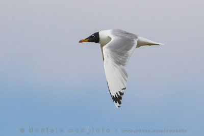 Pallas's Gull (Ichthyaetus ichthyaetus)