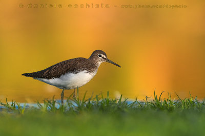 Green Sandpiper (Tringa ochropus)