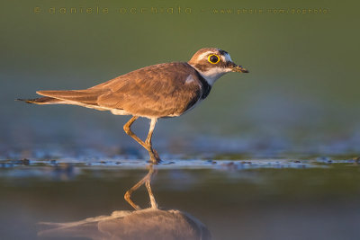 Little Ringed Plover (Charadrius dubius)