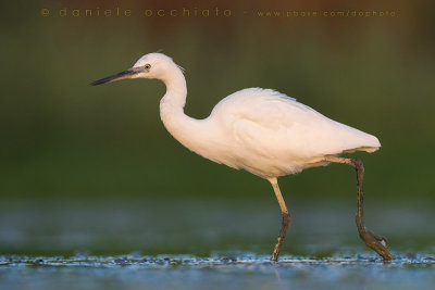 Little Egret (Egretta garzetta)