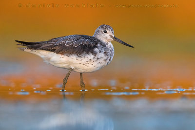 Greenshank (Tringa nebularia)