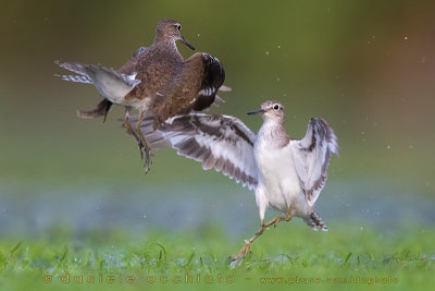 Common Sandpiper (Actitis hypoleucos)