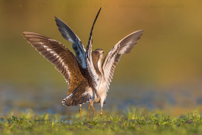 Common Sandpiper (Actitis hypoleucos)