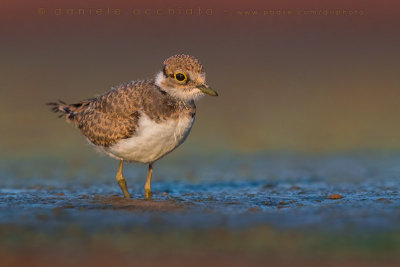 Little Ringed Plover (Charadrius dubius)