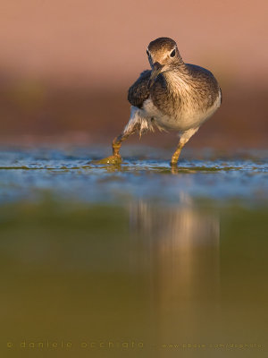 Common Sandpiper (Actitis hypoleucos)