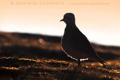 Eurasian Dotterel (Charadrius morinellus)